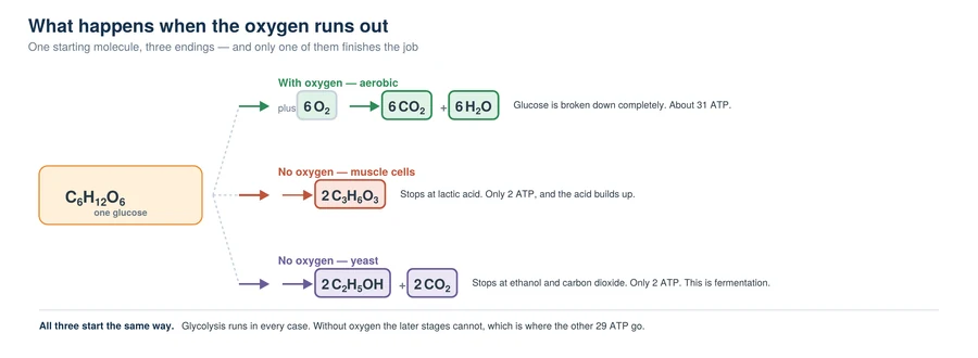 Diagram comparing aerobic respiration with anaerobic respiration in muscle cells producing lactic acid and in yeast producing ethanol and carbon dioxide