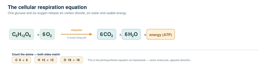 The balanced cellular respiration equation showing glucose plus six oxygen giving six carbon dioxide, six water and ATP, with the atom count on each side
