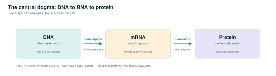 The central dogma: DNA transcribed to mRNA by RNA polymerase, then translated to protein at the ribosome