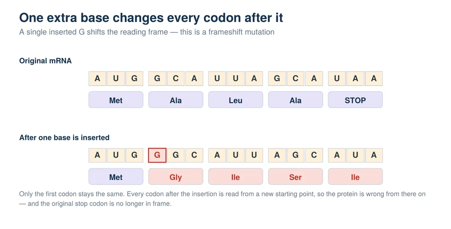 An mRNA sequence before and after a single inserted base, showing every codon after the insertion changing