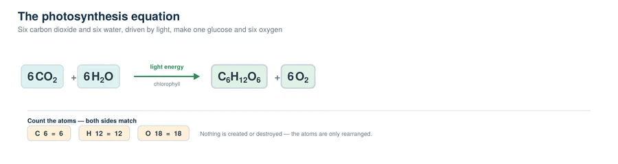 Balanced photosynthesis equation: 6CO2 plus 6H2O with light gives C6H12O6 plus 6O2, with the atom count on each side