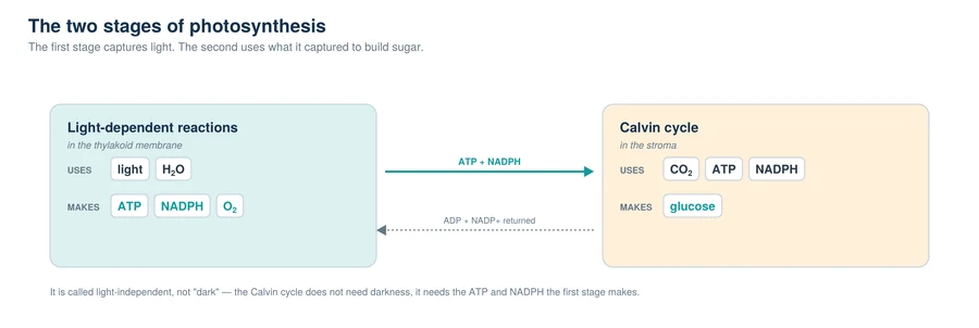 The two stages of photosynthesis: light-dependent reactions in the thylakoid making ATP and NADPH for the Calvin cycle in the stroma