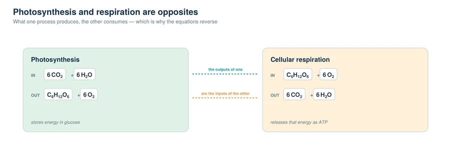 Photosynthesis and cellular respiration shown as opposite equations, the outputs of one being the inputs of the other