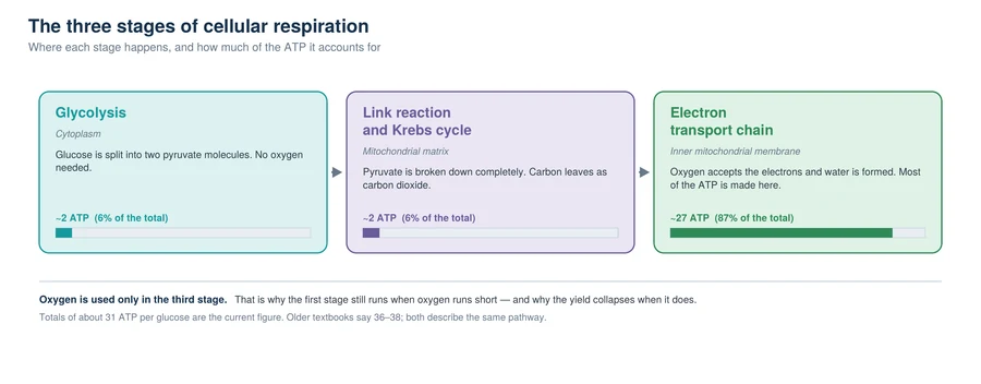 The three stages of respiration showing glycolysis in the cytoplasm, the Krebs cycle in the mitochondrial matrix and the electron transport chain on the inner membrane, with the ATP yield of each