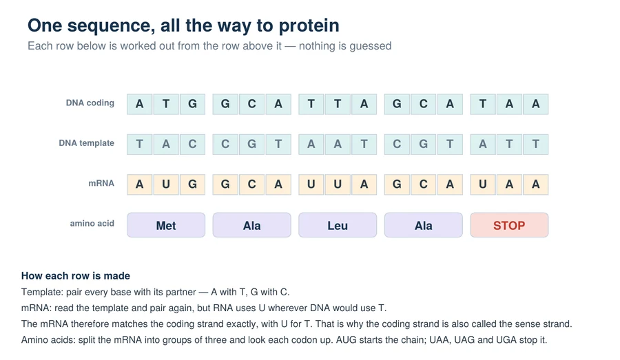 A DNA coding strand, its template strand, the transcribed mRNA and the four amino acids and stop codon they produce